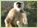 Grey Langur, Kanha National Park