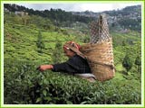 Tea Plantations, Darjeeling