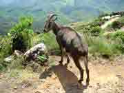 Eravikulam National Park, Munnar Kerala