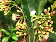 Cloves at Spice Plantation Periyar, Kerala