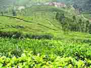 Tea and Coffee Plantations,Munnar Kerala
