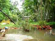Botanical gardens, Pondicherry